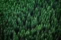 Forest of Pine Trees in Wilderness Mountains Royalty Free Stock Photo