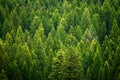 Forest of pine trees in wilderness mountains rugged Royalty Free Stock Photo