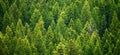 Forest of pine trees in wilderness mountains rugged green growth flush environment Royalty Free Stock Photo