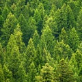 Forest of pine trees in wilderness mountains rugged green growth flush environment Royalty Free Stock Photo