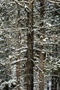 Forest of Pine Trees in Winter Snowy Storm Snow Flakes Falling