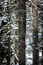 Forest of Pine Trees in Winter Snowy Storm Snow Flakes Falling