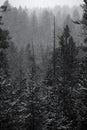 Forest of Pine Trees in Winter Snowy Storm Snow Flakes Falling