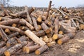 Forest pines and firs. Pile of logs, logging wood industry Royalty Free Stock Photo