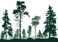 Forest with pines and spruce trees, silhouette. Evergreen coniferous trees. Beautiful landscape, nature. Vector illustration Royalty Free Stock Photo