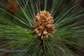 Forest of Pinus canariensis. Pine tree in Tenerife, road Pinolere to Teide Royalty Free Stock Photo