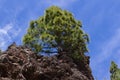 Forest of Pinus canariensis. Pine tree in Tenerife, road Pinolere to Teide Royalty Free Stock Photo