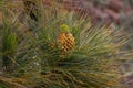 Forest of Pinus canariensis. Pine tree in Tenerife, road Pinolere to Teide Royalty Free Stock Photo