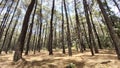 Forest Pinus at Safari Prigen Park