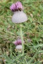 Forest plant on slovakia