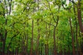 Forest plantation, India Royalty Free Stock Photo