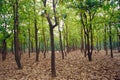 Forest plantation, India Royalty Free Stock Photo