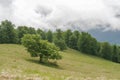 Forest planting in the mountains. Beautiful clearing in the mountains and sky with clouds. Lonely tree in the foreground Royalty Free Stock Photo