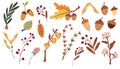 Autumn forest floral set. Forest herbs and Acorns, Pine Cones, Dry Branches. Wild botanical set.