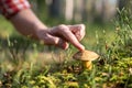 Forest plants, ecology, people. Man touch with finger to grow mushroom. Caring attitude save planet. Royalty Free Stock Photo