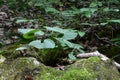 Forest plants