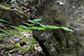 Forest plants