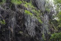 Forest Plants Growing on the Slope of Gorges in Forest Royalty Free Stock Photo