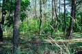 Forest plants are illuminated by the bright sun