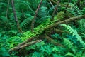 Forest plants of the middle band. Green color.