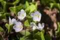 Plants in spring- closeup of small white blossoms with fresh green leaves of Wood-sorrel in sunlight Royalty Free Stock Photo