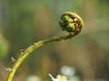 Forest plants. Spring sprouts of a fern (PolypodiÃÂ³phyta) close-up. Royalty Free Stock Photo