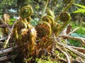 Forest plants. Spring sprouts of a fern (PolypodiÃÂ³phyta) close-up. Royalty Free Stock Photo