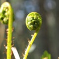 Forest plants. Spring sprouts of a fern (PolypodiÃÂ³phyta) close-up. Royalty Free Stock Photo