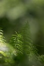 Forest plants and wildflowers on abstract natural background. Sh