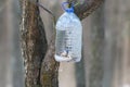 Forest plastic bird feeder. Big plastic bottle used as feeder for birds in winter Royalty Free Stock Photo