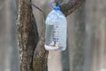 Forest plastic bird feeder. Big plastic bottle used as feeder for birds in winter