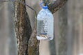 Forest plastic bird feeder. Big plastic bottle used as feeder for birds in winter Royalty Free Stock Photo