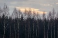 Forest in Podlasie region