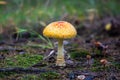 Forest Poisoning mushroom close up on ground