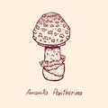 Forest poisonous mushroom Amanita Pantherina edible and non-edible boletus in retro sketch. Element isolated on white