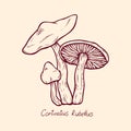 Forest poisonous mushroom Cortinatius Rubellus edible and non-edible boletus in retro sketch. Element isolated on white