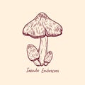 Forest poisonous mushroom Inocube Erubescens edible and non-edible boletus in retro sketch. Element isolated on white