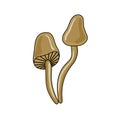 Forest poisonous Vector mushrooms. Vector illustration in cartoon style. Poison