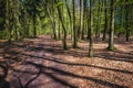 Forest in Poland Royalty Free Stock Photo
