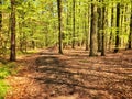 Forest in Poland Royalty Free Stock Photo
