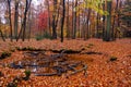 Forest pond