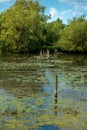 forest pond with algae, reeds, remains of a bridge in the water Royalty Free Stock Photo