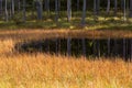 Forest pond in the autumn Royalty Free Stock Photo