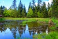 Forest pond