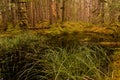 Forest pond with old-growth cedar and spruce Royalty Free Stock Photo