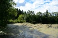 Forest pond. The trees bent their branches over the water. There are clouds in the sky. House on the river Royalty Free Stock Photo