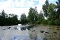 Forest pond. The trees bent their branches over the water. There are clouds in the sky. House on the river Royalty Free Stock Photo