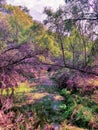 Forest pond, trees, grass and sky photographed in Bloemfontein, South Africa