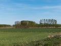FOREST OF POPLARS IN SPRING Royalty Free Stock Photo
