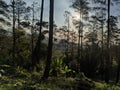 Forest in pretty mountain